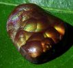 FIRE AGATE CABOCHON (Mexico) � 10.85 ct.